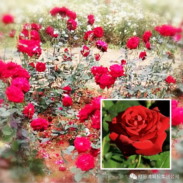 QQ浏览器截屏未命名.png QQ浏览器截屏未命名.png